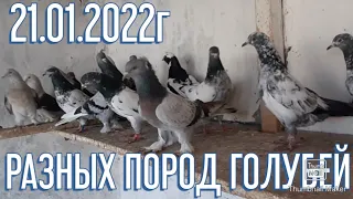 РАЗНОЕ ПОРОДЫ ГОЛУБЕЙ 21.01.2022г от Руслана Узбекистан г Сырдарья #tauben #pigeons