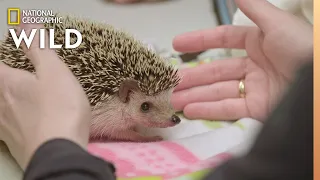 A Hedgehog with Abscessed Teeth | Dr. T, Lone Star Vet