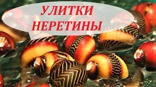 Улитки Неретины в аквариуме. Содержание, размножение. Неретина рогатая, зебра.