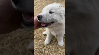 GREAT PYRENEES PUPPIES ON THE FARM #shorts