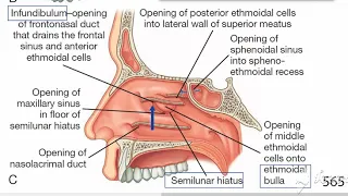 Lateral walls of nasal cavity 2