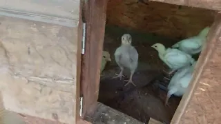 Kuřátka už potřebují větší kurník