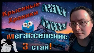 Крысы и крысята | Внезапный ЭКСКЛЮЗИВ, или сселение 3 стай. (Fancy Rats | Декоративные крысы)