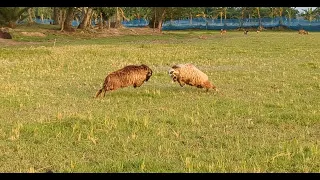 ভেড়ার লড়াই || sheep fighting 4k video