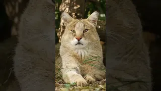 Funny Animals Shorts 180:-) Cute wild cats 😂 Cats Dogs Panda Pets laugh viral video