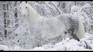 🐴Как на России почти извели лошадей. 🐎 Орловский рысак. 🦓