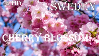 Cherry Blossom Stockholm Sweden 4k UHD