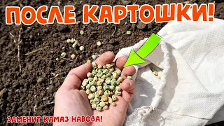 Сейте в августе после картошки этот сидерат!  Он заменит целый камаз навоза! Земля как целина!