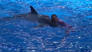 Blue Horizons Dolphin Show  at SeaWorld Orlando Florida