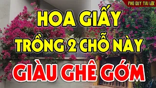 Cứ Trồng CÂY HOA GIẤY Vào Chỗ Này Để HÚT TÀI LỘC VÀO NHÀ, Tiền Vàng Ùn Ùn Kéo Vào Như Nước