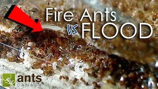 Fire Ants vs. Flood | What Happens to Ants When It Rains?