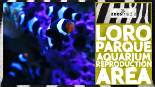 Loro Parque: Reproduction Area at the Aquarium | zoos.media