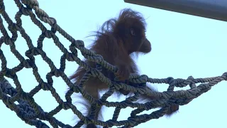 Exploring a New Jungle Gym with Mom! This Adorable Baby Orangutan Is Having So Much Fun