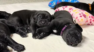 Sleeping  CANE CORSO puppies 10 minutes to relax your eyes and brain.  #canecorso #dogtraining #dog