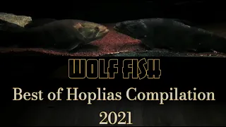 Wolf Fish Compilation 2021 #apex