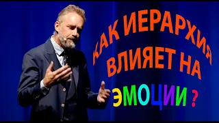 Как иерархия влияет на эмоции? Джордан Питерсон. Мысль о том, что иерархия это плохо, неправильная.