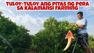 Tamang Gabay sa Kalamansi Farming- Expert Secrets Revealed