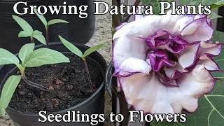 Grow Datura Plants: Seedlings to Flowers! (English)