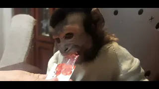 Дегустация вкусняшек (макака Федя и капуцин Ульяна) #monkey #обезьяна #macaque #capuchinmonkey