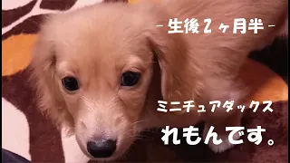 【ミニチュアダックス】生後2ヶ月半の子犬をお迎えしました！