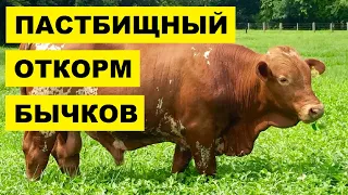 Пастбищный нагул и откорм бычков на мясо | КРС | Мясное скотоводство | Крупный Рогатый Скот