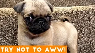 Ultimate Try Not to Aww Compilation May 2018 | Funny Pet Videos