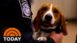 Meet The Four-Legged Federal Officers Protecting Airports