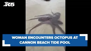 Woman encounters giant Pacific octopus at Cannon Beach