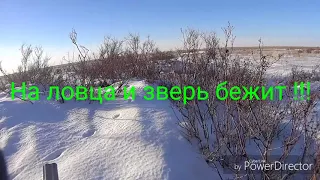 Охота на лису 2018!!!На ловца и зверь бежит!