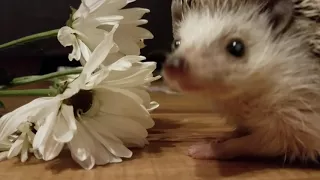 Ever Wondered What a Hedgehog Sounds Like?