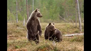 Какой Лабаз для охоты на медведя у серьёзных людей