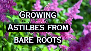 Starting Bare Root ASTILBES Indoors! 🍃 Planting Astilbe Roots 🌿 Growing Astilbe Plant