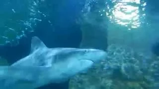 LORO PARQUE TENERIFE - BETWEEN SHARKS - AQUARIUM - 2015 - HD