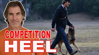 How to Teach Competition Focused Heel to Your Dog