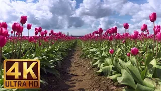 Spring Flowers in 4K (Ultra HD) - Skagit Valley Tulip Festival, WA | Short Preview, Episode #5