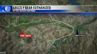 Grizzly bear euthanized in north-central Montana for killing calves