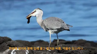 왜가리 광어먹방