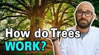 How Do Trees Get Water from the Ground Up to Their Leaves?