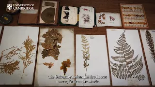 What is a Herbarium? The scientific and historical treasures of the Cambridge University Herbarium