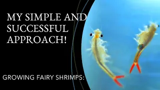 How I successfully grow fairy shrimps!