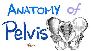 Anatomy of the Pelvis & Perineum - Quick Review - “in 90 Minutes” Series - Part 1