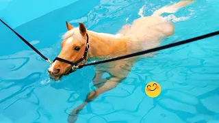 Best Funniest Horse 😹 - funny and cute Horse Videos Compilation Made your day with #3