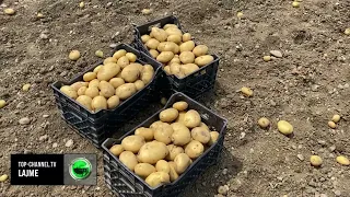 Top Channel/ Tronditet tregu i patates! Mbiprodhimi dhe kërkesa e ulët, fermerët përgjysmuan çmimin