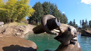 Asian Elephant Samudra Plays In Pool With Giant Log