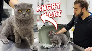 ANGRY CAT LOKI! ( Calming A Furious Cat )