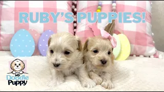 Ruby's Puppies - 4 Weeks Old!