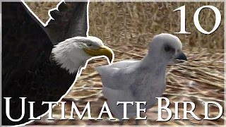 Our Baby Eaglet Hatches!! 🐦 Ultimate Bird Simulator - Episode #10