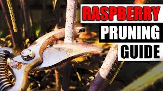 How To Prune Raspberries - The Definitive Guide