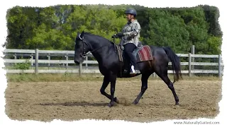 Flat Walk and Running Walk by a Naturally Gaited Tennessee Walking Horse