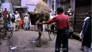 Muslims buy camel for qurbani on the occasion of Eid